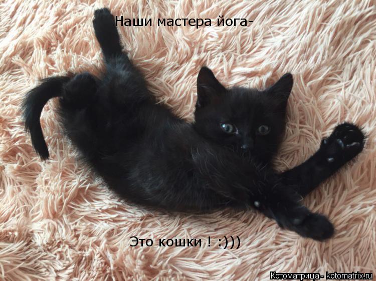 Наши мастера йога- Это кошки ! :)))... Котоматрица: Наши мастера йога- Это кошки ! :)))
