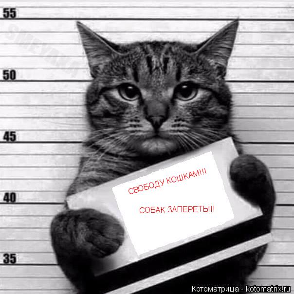 СВОБОДУ КОШКАМ!!! СОБАК ЗАПЕРЕТЬ!!!... Котоматрица: СВОБОДУ КОШКАМ!!! СОБАК ЗАПЕРЕТЬ!!!