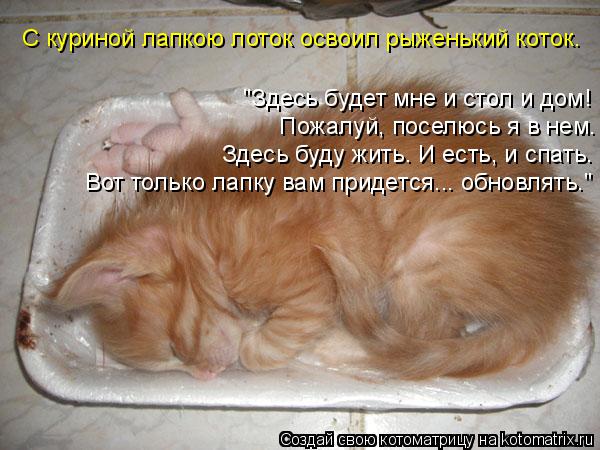 Вот только лапку вам придется... обновлять." Здесь буду жить. И есть, и спать. Пожалуй, поселюсь я в... Котоматрица: Вот только лапку вам придется... обновлять." Здесь буду жить. И есть, и спать. Пожалуй, поселюсь я в нем. "Здесь будет мне и стол и дом! С куриной