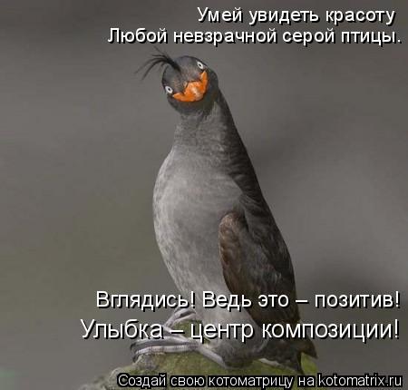 Умей увидеть красоту Любой невзрачной серой птицы. Улыбка – центр композиции! Вглядись! Ведь это – п... Котоматрица: Умей увидеть красоту Любой невзрачной серой птицы. Улыбка – центр композиции! Вглядись! Ведь это – позитив!