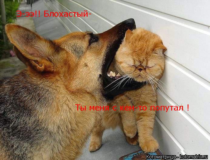 Э-ээ!! Блохастый- Ты меня с кем-то попутал !... Котоматрица: Э-ээ!! Блохастый- Ты меня с кем-то попутал !