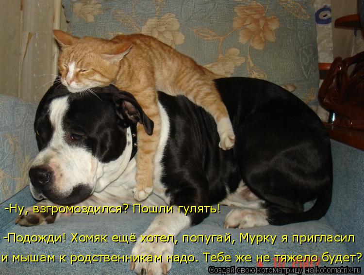 и мышам к родственникам надо. Тебе же не тяжело будет? -Подожди! Хомяк ещё хотел, попугай, Мурку я пр... Котоматрица: и мышам к родственникам надо. Тебе же не тяжело будет? -Подожди! Хомяк ещё хотел, попугай, Мурку я пригласил -Ну, взгромоздился? Пошли гулять!
