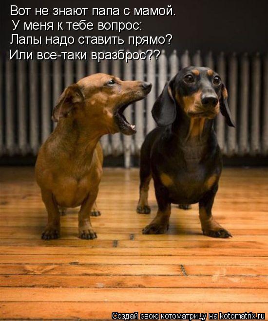 Вот не знают папа с мамой. У меня к тебе вопрос: Лапы надо ставить прямо? Или все-таки вразброс??... Котоматрица: Вот не знают папа с мамой. У меня к тебе вопрос: Лапы надо ставить прямо? Или все-таки вразброс??