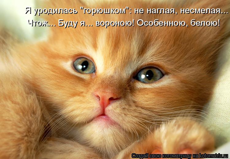 Я уродилась "горюшком": не наглая, несмелая... Чтож... Буду я... вороною! Особенною, белою!... Котоматрица: Я уродилась "горюшком": не наглая, несмелая... Чтож... Буду я... вороною! Особенною, белою!