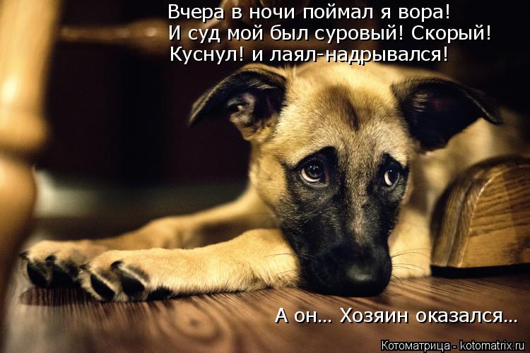Вчера в ночи поймал я вора! И суд мой был суровый! Скорый! Куснул! и лаял-надрывался! А он… Хозяин ок... Котоматрица: Вчера в ночи поймал я вора! И суд мой был суровый! Скорый! Куснул! и лаял-надрывался! А он… Хозяин оказался…