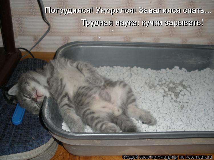 Потрудился! Уморился! Завалился спать... Трудная наука: кучки зарывать!... Котоматрица: Потрудился! Уморился! Завалился спать... Трудная наука: кучки зарывать!