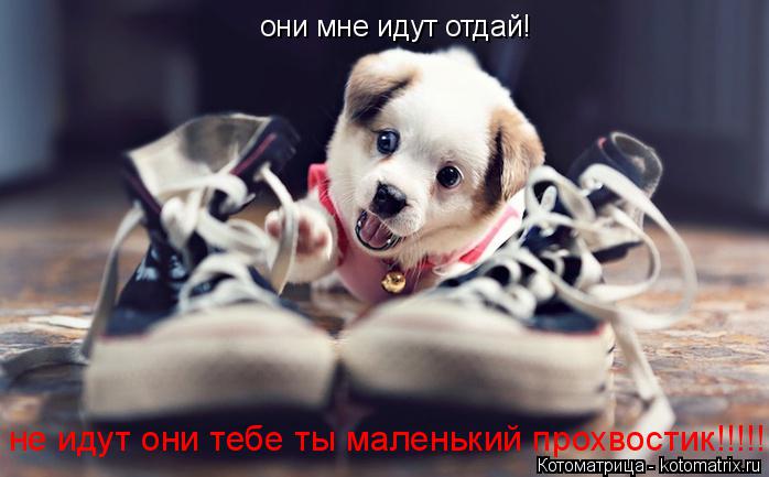 они мне идут отдай! не идут они тебе ты маленький прохвостик!!!!!... Котоматрица: они мне идут отдай! не идут они тебе ты маленький прохвостик!!!!!