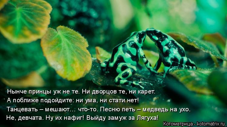 Нынче принцы уж не те. Ни дворцов те, ни карет. А поближе подойдите: ни ума, ни стати нет! Танцевать ... Котоматрица: Нынче принцы уж не те. Ни дворцов те, ни карет. А поближе подойдите: ни ума, ни стати нет! Танцевать – мешают… что-то. Песню петь – медведь на