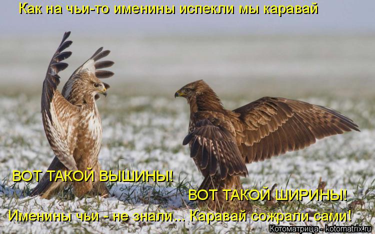 Именины чьи - не знали... Каравай сожрали сами! ВОТ ТАКОЙ ШИРИНЫ! ВОТ ТАКОЙ ВЫШИНЫ! Как на чьи-то име... Котоматрица: Именины чьи - не знали... Каравай сожрали сами! ВОТ ТАКОЙ ШИРИНЫ! ВОТ ТАКОЙ ВЫШИНЫ! Как на чьи-то именины испекли мы каравай