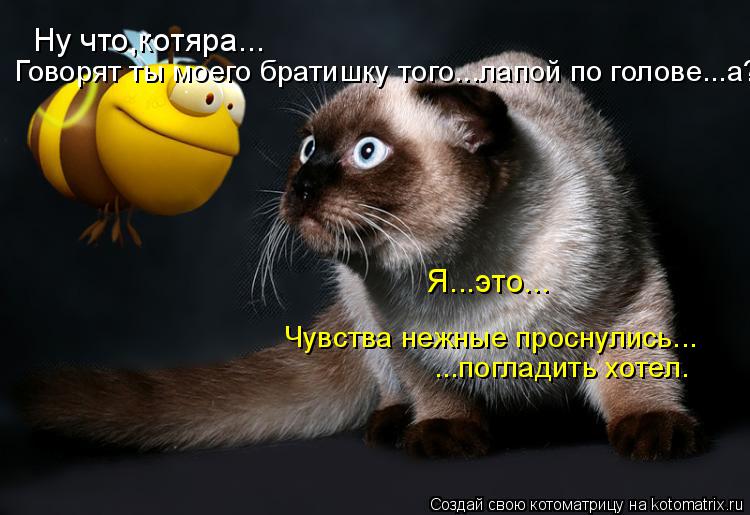 Ну что,котяра... Говорят ты моего братишку того...лапой по голове...а? Я...это... Чувства нежные прос... Котоматрица: Ну что,котяра... Говорят ты моего братишку того...лапой по голове...а? Я...это... Чувства нежные проснулись... ...погладить хотел.