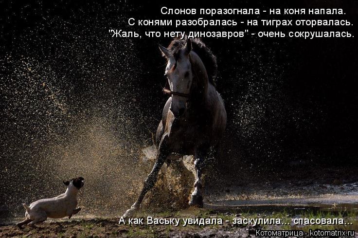 Слонов поразогнала - на коня напала. С конями разобралась - на тиграх оторвалась. "Жаль, что нету дин... Котоматрица: Слонов поразогнала - на коня напала. С конями разобралась - на тиграх оторвалась. "Жаль, что нету динозавров" - очень сокрушалась. А как Ваську