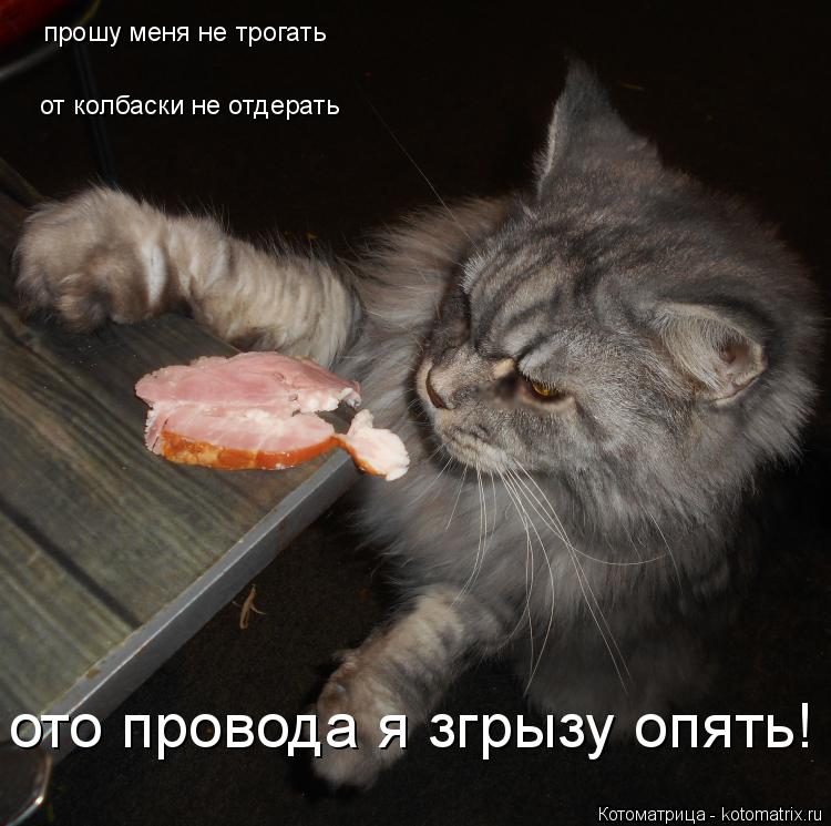 прошу меня не трогать от колбаски не отдерать ото провода я згрызу опять!... Котоматрица: прошу меня не трогать от колбаски не отдерать ото провода я згрызу опять!