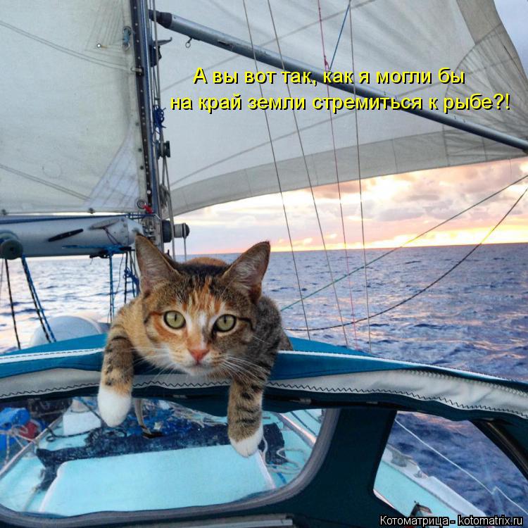 А вы вот так, как я могли бы на край земли стремиться к рыбе?!... Котоматрица: А вы вот так, как я могли бы на край земли стремиться к рыбе?!