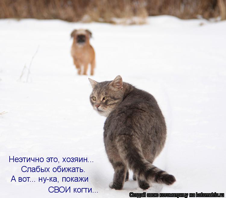 Неэтично это, хозяин... Слабых обижать. А вот... ну-ка, покажи СВОИ когти...... Котоматрица: Неэтично это, хозяин... Слабых обижать. А вот... ну-ка, покажи СВОИ когти...
