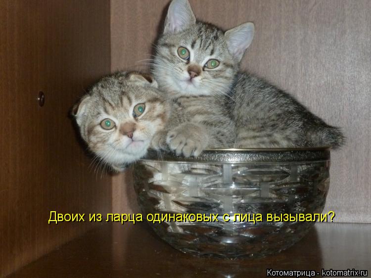 Двоих из ларца одинаковых с лица вызывали?... Котоматрица: Двоих из ларца одинаковых с лица вызывали?