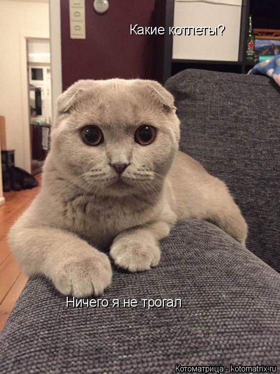 Какие котлеты? Ничего я не трогал... Котоматрица: Какие котлеты? Ничего я не трогал