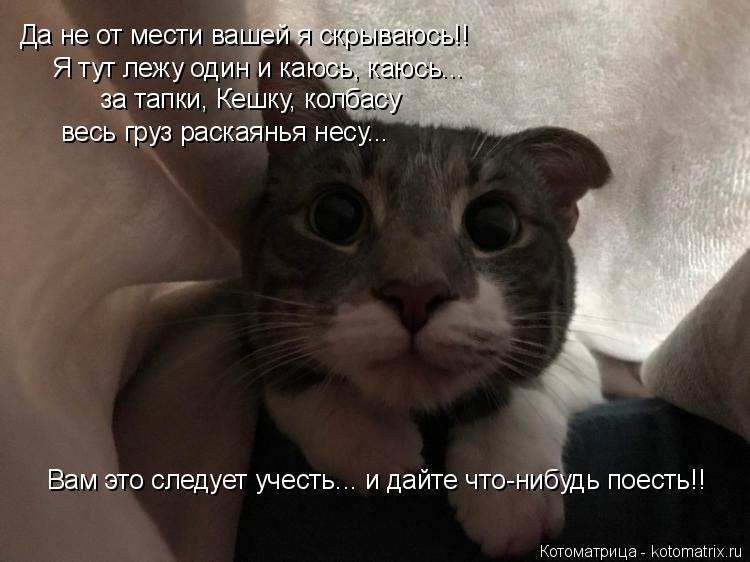 Да не от мести вашей я скрываюсь!! Я тут лежу один и каюсь, каюсь... за тапки, Кешку, колбасу весь гр... Котоматрица: Да не от мести вашей я скрываюсь!! Я тут лежу один и каюсь, каюсь... за тапки, Кешку, колбасу весь груз раскаянья несу... Вам это следует учесть...