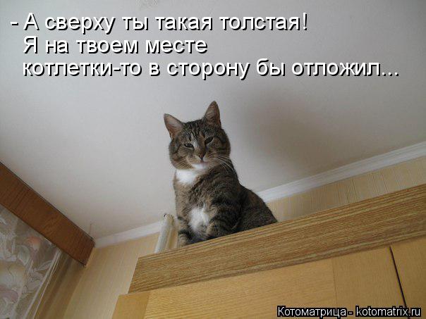 - А сверху ты такая толстая! Я на твоем месте котлетки-то в сторону бы отложил...... Котоматрица: - А сверху ты такая толстая! Я на твоем месте котлетки-то в сторону бы отложил...