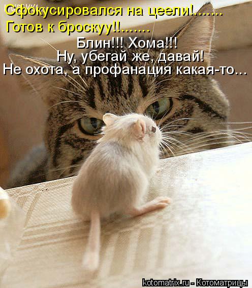 Сфокусировался на цеели!....... Готов к броскуу!!....... Блин!!! Хома!!! Ну, убегай же, давай! Не охо... Котоматрица: Сфокусировался на цеели!....... Готов к броскуу!!....... Блин!!! Хома!!! Ну, убегай же, давай! Не охота, а профанация какая-то...