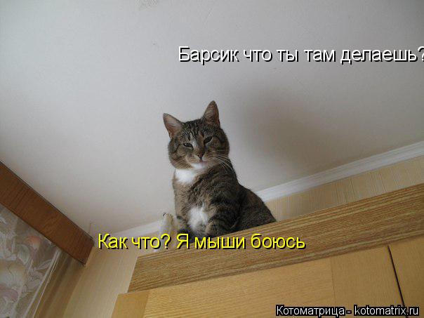 Барсик что ты там делаешь? Как что? Я мыши боюсь... Котоматрица: Барсик что ты там делаешь? Как что? Я мыши боюсь