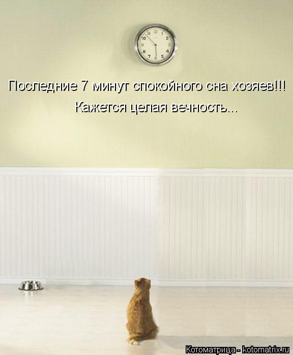 Последние 7 минут спокойного сна хозяев!!! Кажется целая вечность...... Котоматрица: Последние 7 минут спокойного сна хозяев!!! Кажется целая вечность...