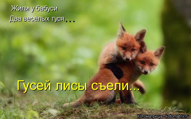 Жили у бабуси Два весёлых гуся Гусей лисы съели... ...... Котоматрица: Жили у бабуси Два весёлых гуся Гусей лисы съели... ...