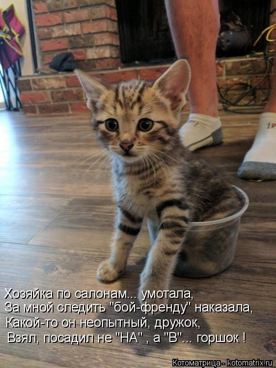 Хозяйка по салонам... умотала, За мной следить "бой-френду" наказала, Какой-то он неопытный, дружок, ... Котоматрица: Хозяйка по салонам... умотала, За мной следить "бой-френду" наказала, Какой-то он неопытный, дружок, Взял, посадил не "НА" , а "В"... горшок !