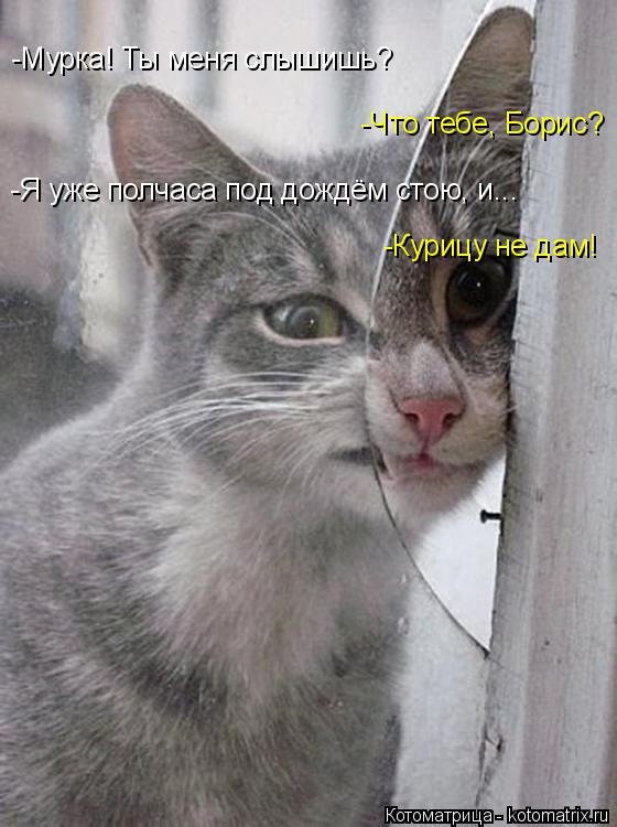 -Мурка! Ты меня слышишь? -Что тебе, Борис? -Я уже полчаса под дождём стою, и... -Курицу не дам!... Котоматрица: -Мурка! Ты меня слышишь? -Что тебе, Борис? -Я уже полчаса под дождём стою, и... -Курицу не дам!
