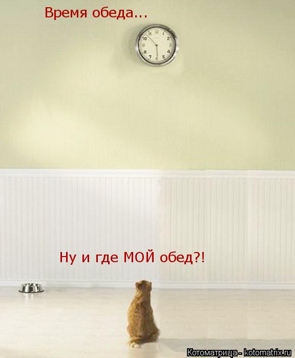 Время обеда... Ну и где МОЙ обед?!... Котоматрица: Время обеда... Ну и где МОЙ обед?!