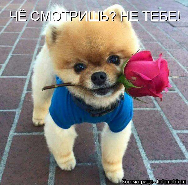 ЧЁ СМОТРИШЬ? НЕ ТЕБЕ!... Котоматрица: ЧЁ СМОТРИШЬ? НЕ ТЕБЕ!