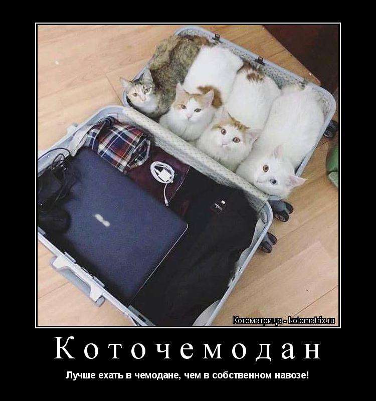 Коточемодан Лучше ехать в чемодане, чем в собственном навозе!... Котоматрица: Коточемодан Лучше ехать в чемодане, чем в собственном навозе!