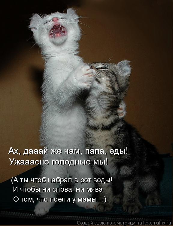 Ах, дааай же нам, папа, еды! Ужааасно голодные мы! (А ты чтоб набрал в рот воды! И чтобы ни слова, ни... Котоматрица: Ах, дааай же нам, папа, еды! Ужааасно голодные мы! (А ты чтоб набрал в рот воды! И чтобы ни слова, ни мява О том, что поели у мамы…)