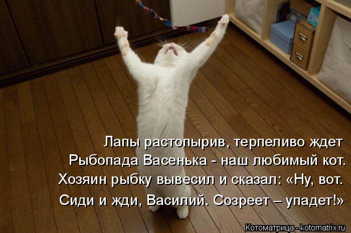 Лапы растопырив, терпеливо ждет Рыбопада Васенька - наш любимый кот. Хозяин рыбку вывесил и сказал: «... Котоматрица: Лапы растопырив, терпеливо ждет Рыбопада Васенька - наш любимый кот. Хозяин рыбку вывесил и сказал: «Ну, вот. Сиди и жди, Василий. Созреет – у
