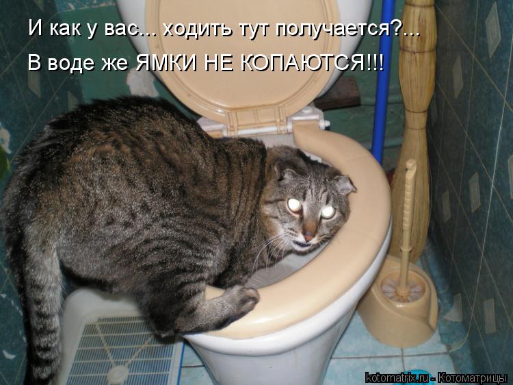 И как у вас... ходить тут получается?... В воде же ЯМКИ НЕ КОПАЮТСЯ!!!... Котоматрица: И как у вас... ходить тут получается?... В воде же ЯМКИ НЕ КОПАЮТСЯ!!!