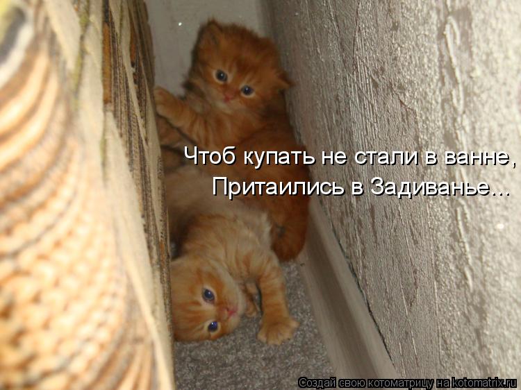 Чтоб купать не стали в ванне, Притаились в Задиванье...... Котоматрица: Чтоб купать не стали в ванне, Притаились в Задиванье...