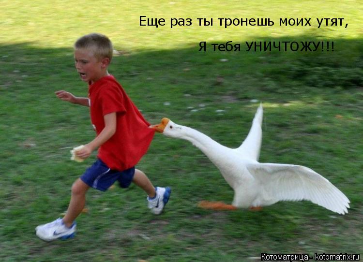 Еще раз ты тронешь моих утят, Я тебя УНИЧТОЖУ!!!... Котоматрица: Еще раз ты тронешь моих утят, Я тебя УНИЧТОЖУ!!!