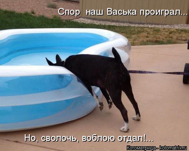 Но, сволочь, воблою отдал!... Спор наш Васька проиграл...... Котоматрица: Но, сволочь, воблою отдал!... Спор наш Васька проиграл...