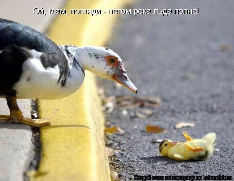 Ой, Мам, погляди - летом река льда полна!... Котоматрица: Ой, Мам, погляди - летом река льда полна!
