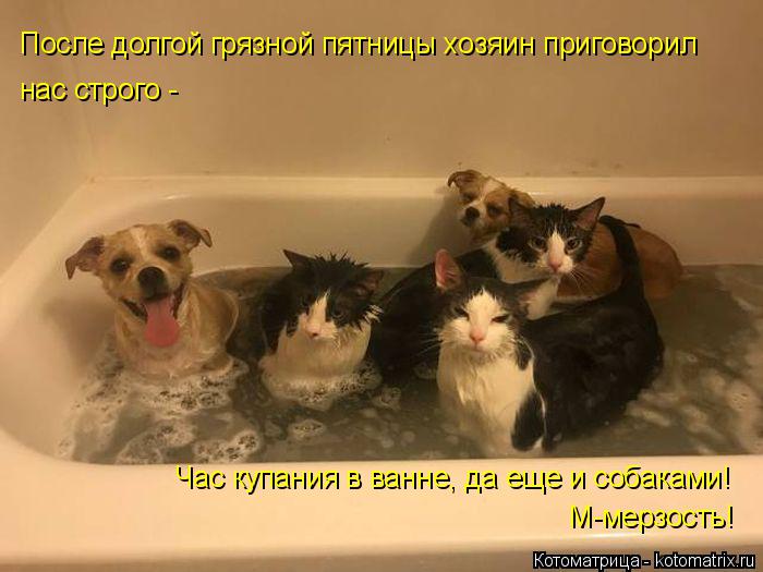 После долгой грязной пятницы хозяин приговорил нас строго - Час купания в ванне, да еще и собаками! М... Котоматрица: После долгой грязной пятницы хозяин приговорил нас строго - Час купания в ванне, да еще и собаками! М-мерзость!