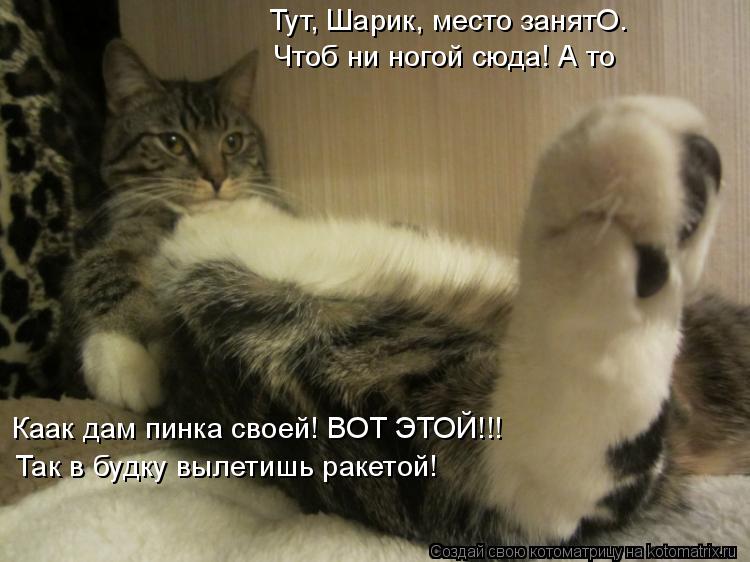 Почему нельзя пинать кошек примета Почему нельзя пинать кошек примета