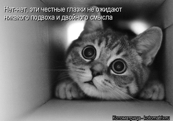 Нет-нет, эти честные глазки не ожидают никакого подвоха и двойного смысла... Котоматрица: Нет-нет, эти честные глазки не ожидают никакого подвоха и двойного смысла