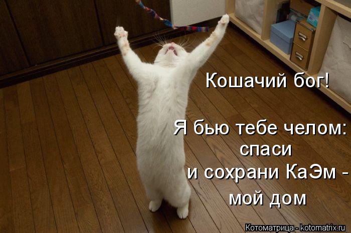 Кошачий бог! спаси и сохрани КаЭм - Я бью тебе челом: мой дом... Котоматрица: Кошачий бог! спаси и сохрани КаЭм - Я бью тебе челом: мой дом