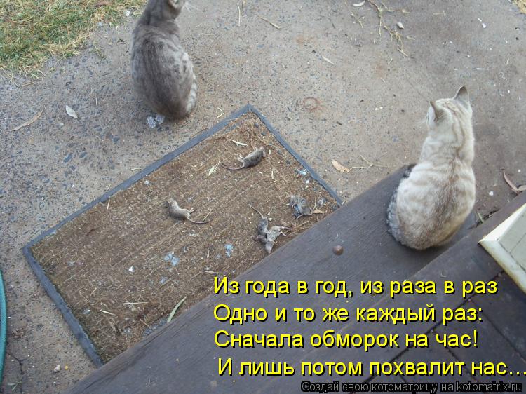 Из года в год, из раза в раз Одно и то же каждый раз: Сначала обморок на час! И лишь потом похвалит н... Котоматрица: Из года в год, из раза в раз Одно и то же каждый раз: Сначала обморок на час! И лишь потом похвалит нас…