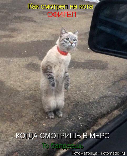 КОГДА СМОТРИШЬ В МЕРС То балдеешь Как смотрел на кота ОФИГЕЛ... Котоматрица: КОГДА СМОТРИШЬ В МЕРС То балдеешь Как смотрел на кота ОФИГЕЛ