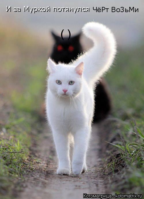 ( ) И за Муркой потянулся ЧёРт Во3ьМи... Котоматрица: ( ) И за Муркой потянулся ЧёРт Во3ьМи