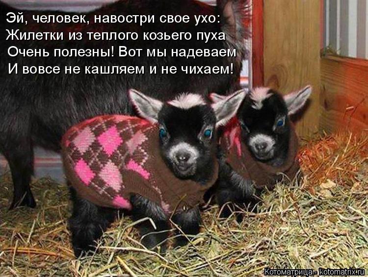 Эй, человек, навостри свое ухо: Жилетки из теплого козьего пуха Очень полезны! Вот мы надеваем И вовс... Котоматрица: Эй, человек, навостри свое ухо: Жилетки из теплого козьего пуха Очень полезны! Вот мы надеваем И вовсе не кашляем и не чихаем!