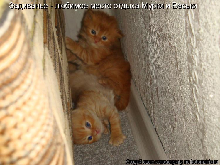 Задиванье - любимое место отдыха Мурки и Васьки... Котоматрица: Задиванье - любимое место отдыха Мурки и Васьки