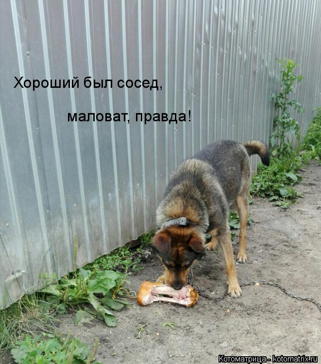 Хороший был сосед, маловат, правда!... Котоматрица: Хороший был сосед, маловат, правда!