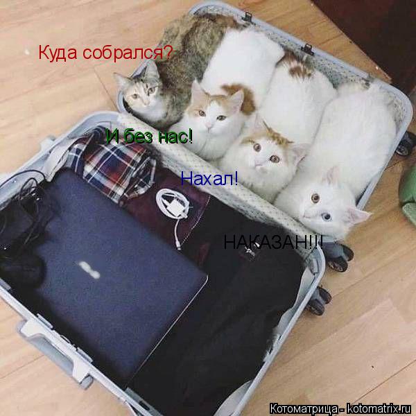 Куда собрался? И без нас! Нахал! НАКАЗАН!!!... Котоматрица: Куда собрался? И без нас! Нахал! НАКАЗАН!!!