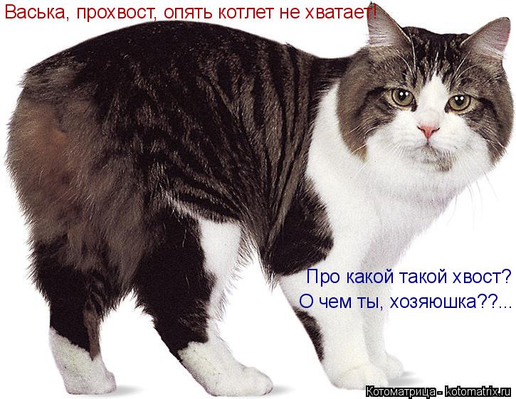 Васька, прохвост, опять котлет не хватает! О чем ты, хозяюшка??... Про какой такой хвост?... Котоматрица: Васька, прохвост, опять котлет не хватает! О чем ты, хозяюшка??... Про какой такой хвост?